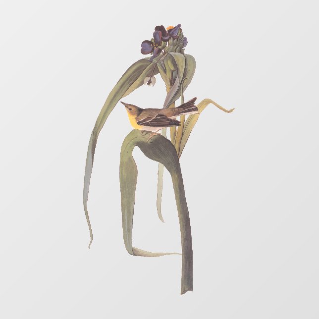 Audubon's Vigour's Vireo Songbird Window Cling (Sheet)