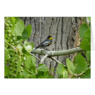 Audubon's Warbler Nature Photography