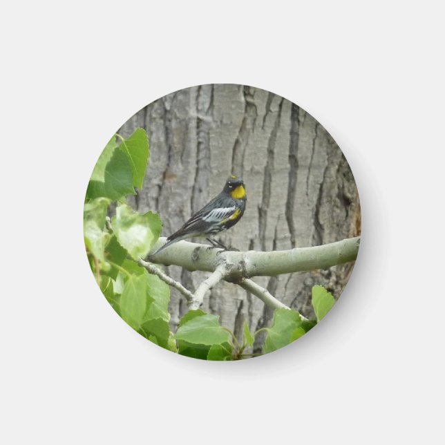 Audubon's Warbler Nature Photography Magnet (Front)
