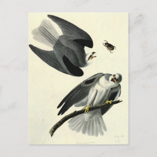 Audubon's White-tailed Kite Postcard