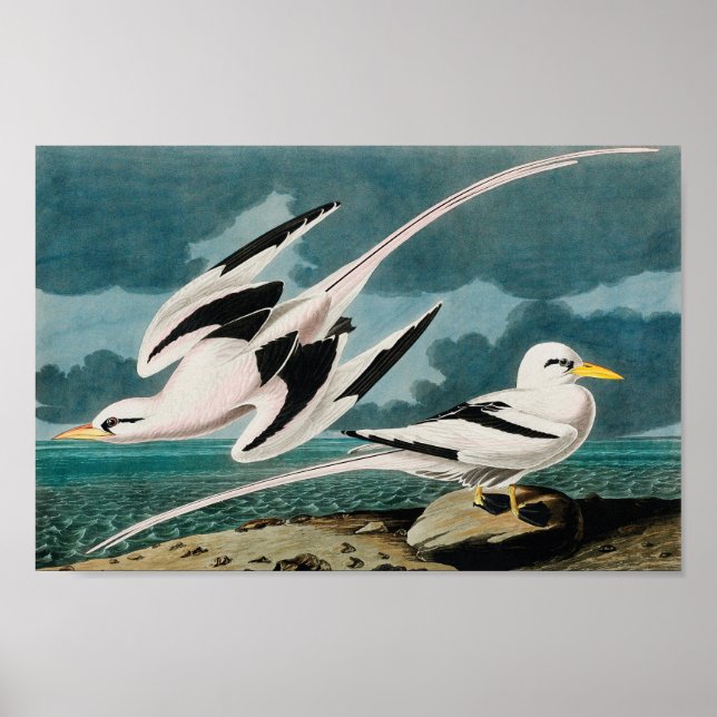 Audubon's White-Tailed Tropicbird Poster (Front)