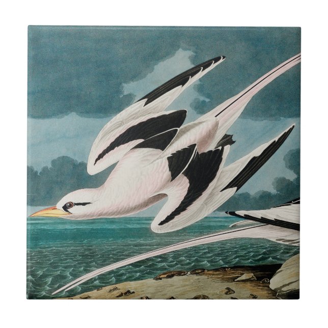 Audubon's White-Tailed Tropicbird Tile (Front)