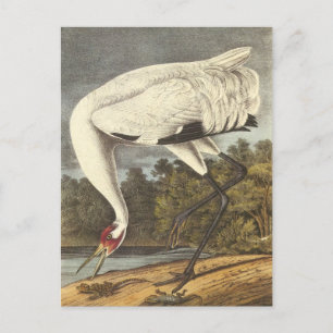 Audubon's Whooping Crane Postcard