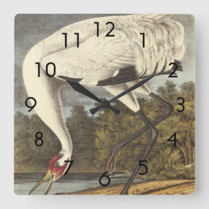Audubon's Whooping Crane Square Wall Clock