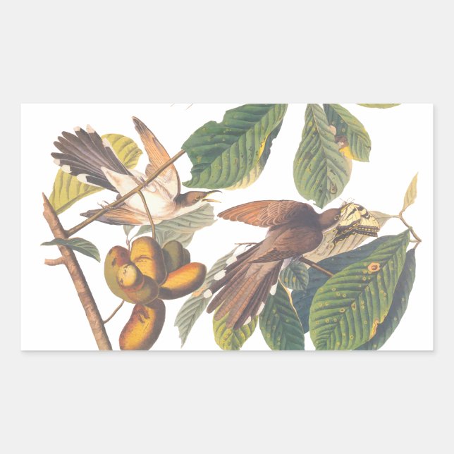 Audubon's Yellow-Billed Cuckoo Birds in Fruit Tree Sticker (Front)