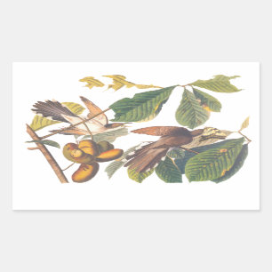 Audubon's Yellow-Billed Cuckoo Birds in Fruit Tree Sticker
