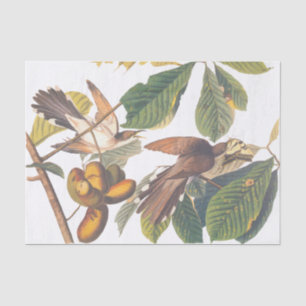 Audubon's Yellow-Billed Cuckoo Birds in Fruit Tree Tissue Paper