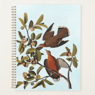 Audubon's Zenaida Dove Birds on Tree Branch Planner