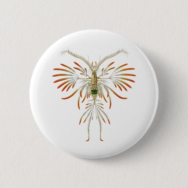 Augaptilus filigerus 2 inch round button (Front)