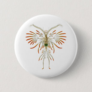 Augaptilus filigerus 2 inch round button