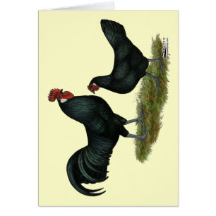 Augsburger Chickens