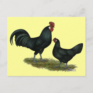 Augsburger Chickens Postcard
