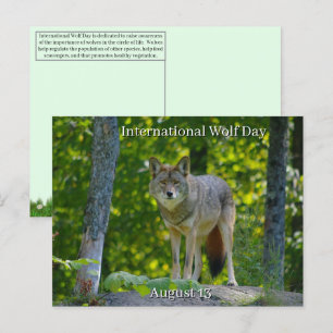 August 13 - International Wolf Day Holiday Postcard