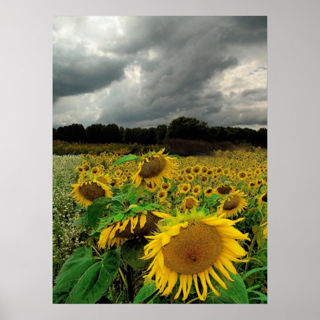 August rain,Sunflowers, Print (Front)