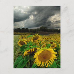 August storm , postcard