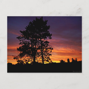August Sunrise Postcard