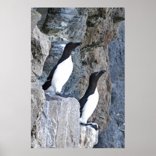Auks Poster