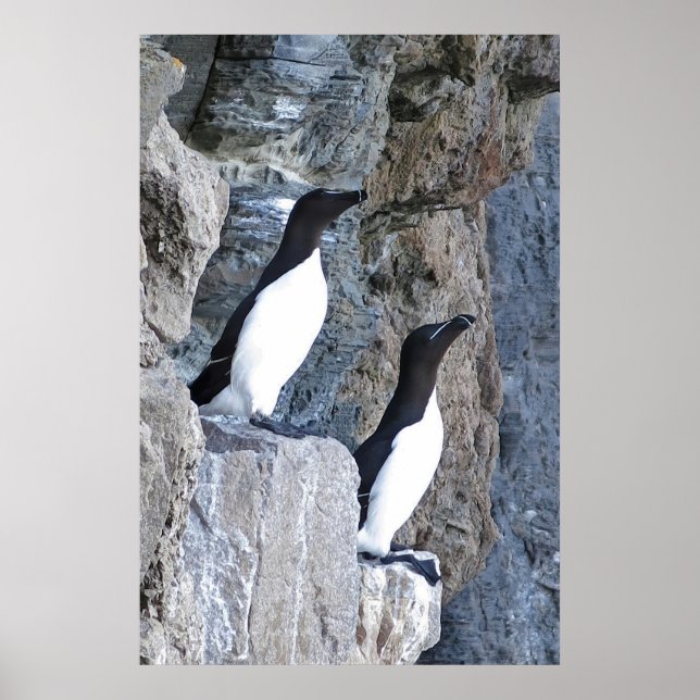Auks Poster (Front)