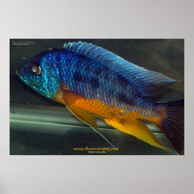 Auloncara Poster (Front)