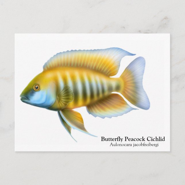 Aulonocara jacobfreibergi Postcard (Front)