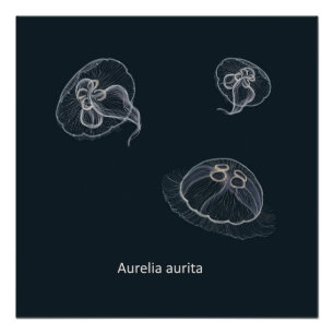 Aurelia aurita Educational Poster 