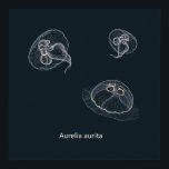 Aurelia aurita Educational Poster<br><div class="desc">Enhance your classroom or study space with this educational poster featuring a detailed hand-drawn illustration of Aurelia aurita, commonly known as the moon jellyfish. A perfect visual aid for biology lessons, marine science units, or ocean-themed classrooms, this poster blends scientific accuracy with artistic style. Designed to spark curiosity and support...</div>
