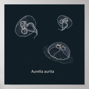 Aurelia aurita Educational Poster 