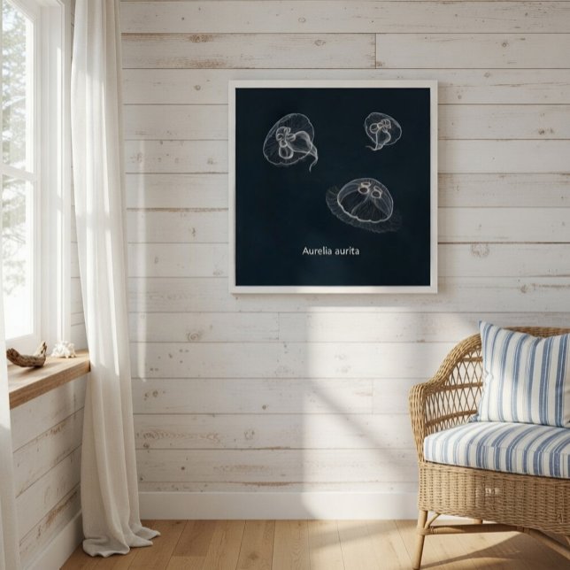 Aurelia aurita Educational Poster  (Creator Uploaded)