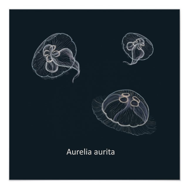 Aurelia aurita Poster éducatif (Devant)