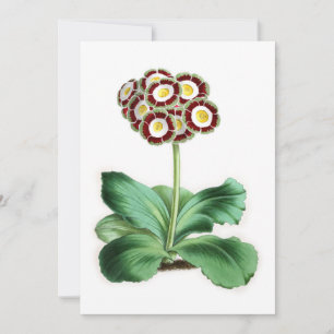 Auricula, Peter Campbell