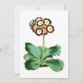 Auricula, Peter Campbell