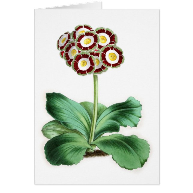 Auricula, Peter Campbell (Front)