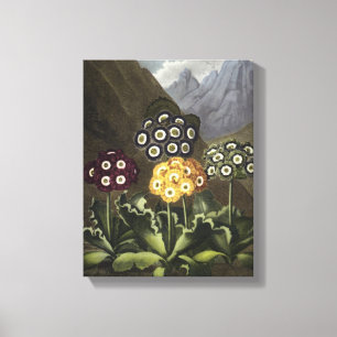 Auriculas from Dr John Robert Thornton's Canvas Print