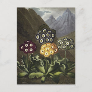 Auriculas from Dr John Robert Thornton's Postcard