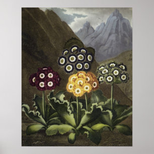 Auriculas from Dr John Robert Thornton's Poster