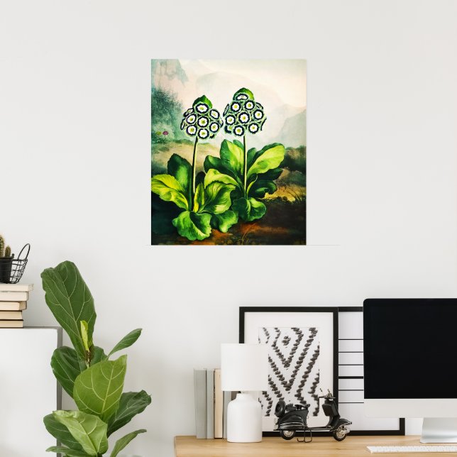 Auriculas Poster (Home Office)