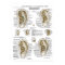 Auriculotherapy Ear Acupuncture Points Chart