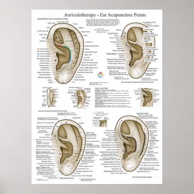 Auriculotherapy Ear Acupuncture Points Chart (Front)