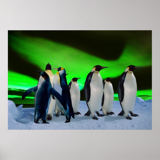 Aurora borealis and penguins poster (Front)