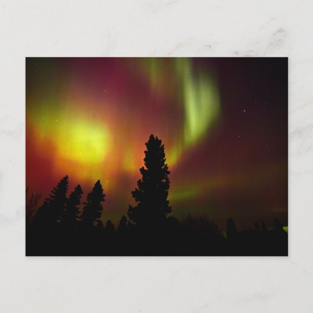 Aurora Borealis and Trees Postcard (Front)