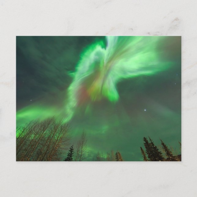 Aurora Borealis Northern Lights | Fairbanks Postcard (Front)