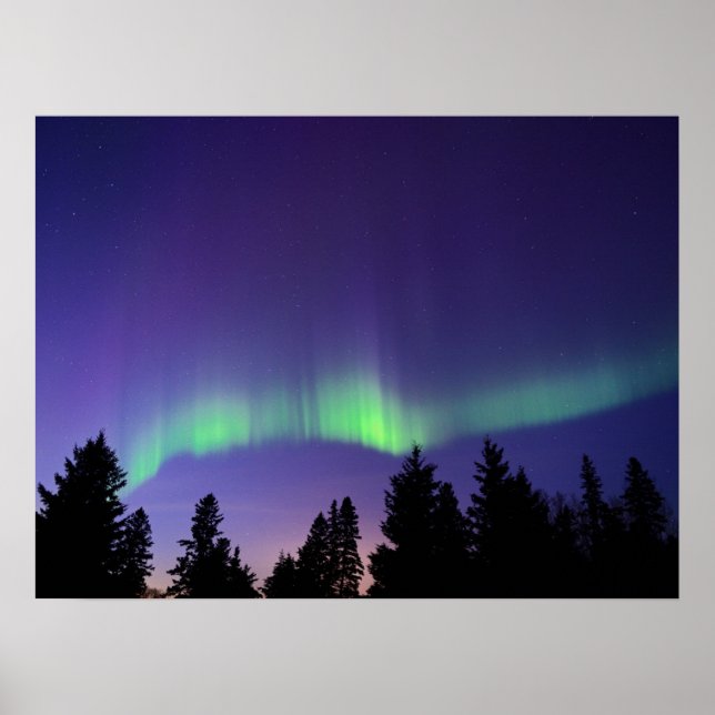 Aurora Borealis & Trees | Manitoba, Canada Poster (Front)