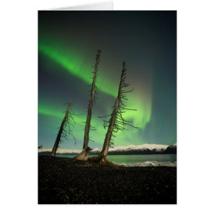 Aurora d'épinette oubliée