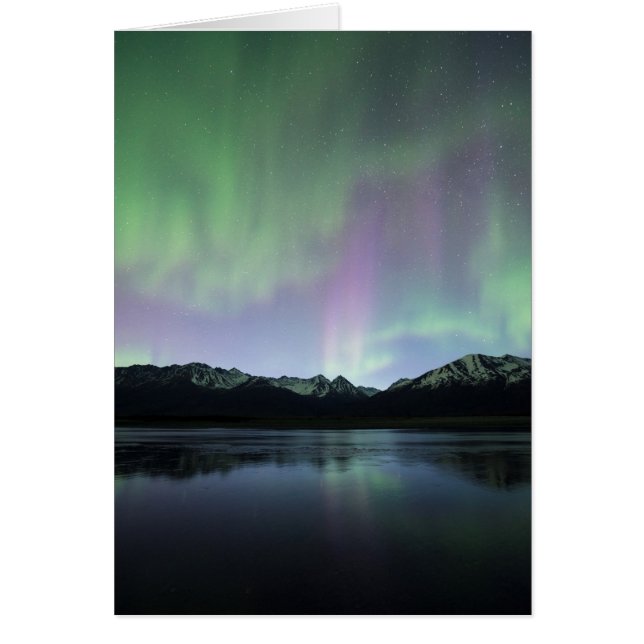 Aurora rose (Devant)