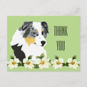 Aussie Blue Merle Dog Thank You Postcard