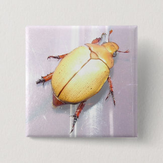 Aussie Christmas Beetle Badge. 2 Inch Square Button