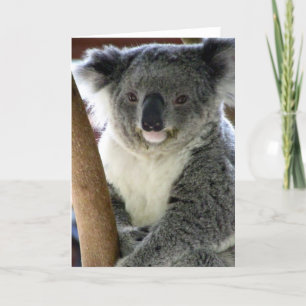 aussie koala card