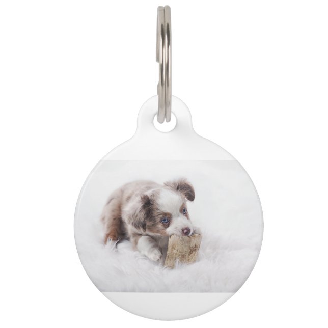 aussie red merle pup pet tag (Front)