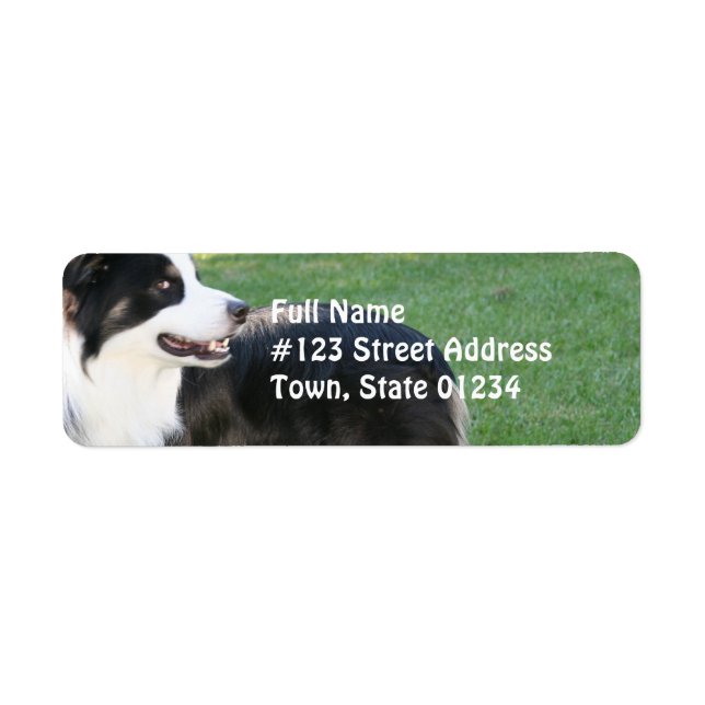 Aussie Shepherd Adresse de retour Étiquettes (Devant)