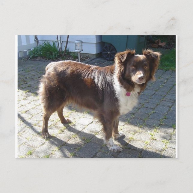Aussie_Shepherd_Red tri full Postcard (Front)